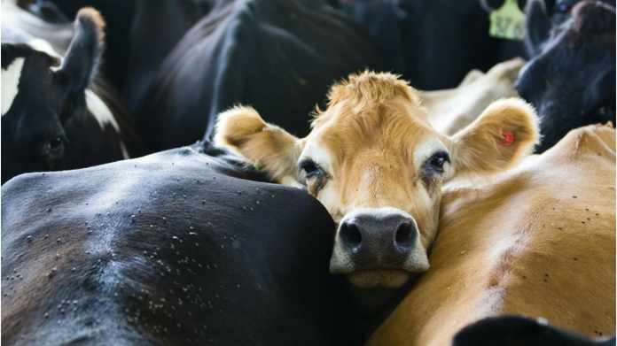 man lynched alleging cow robbery