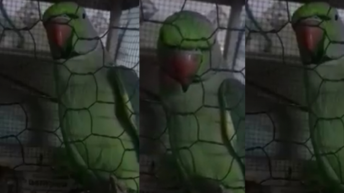 parrot