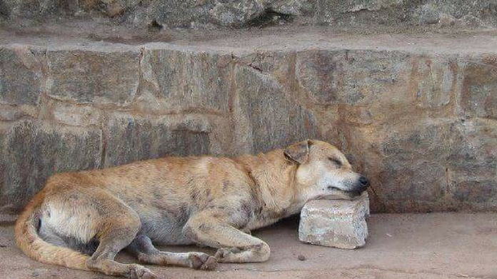 stray dog
