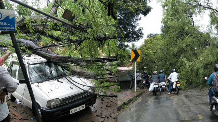 tree fall