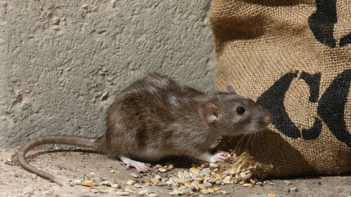 chicago named as the rat capital