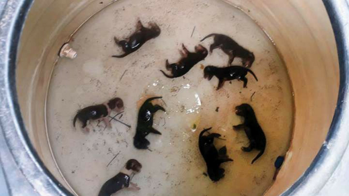 dead puppies found in kollam water tank