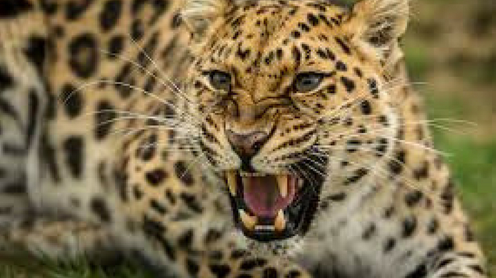 leopard
