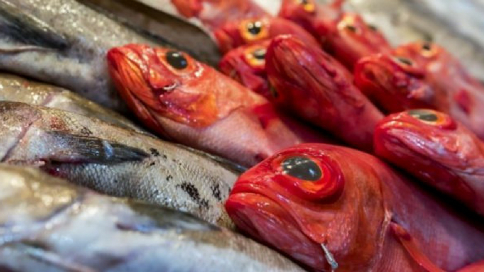 presence of formaline being tested in fish