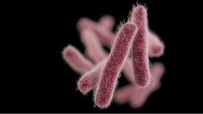 shigella bacteria