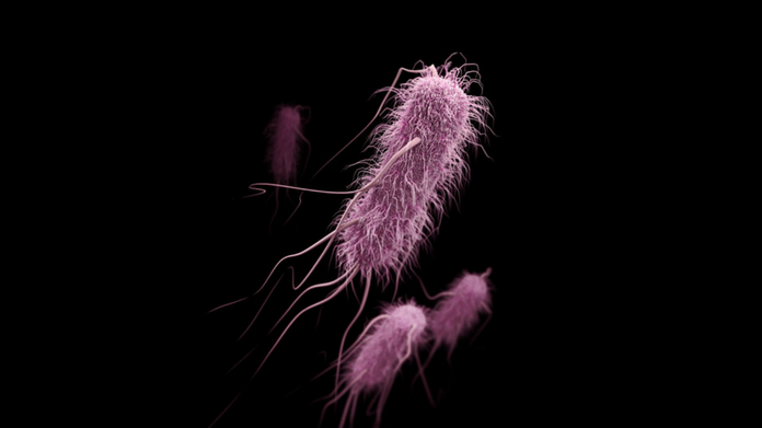 shigilla bacteria wasnt the reason behind two year old death
