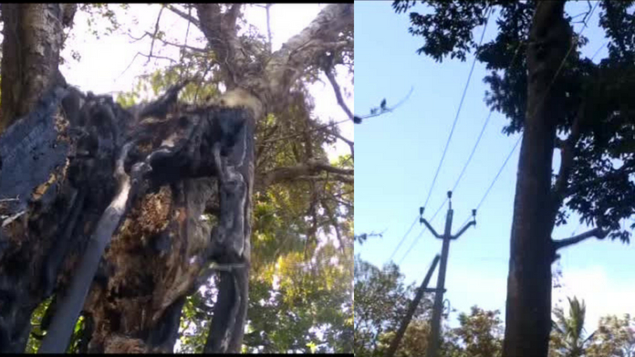 tree