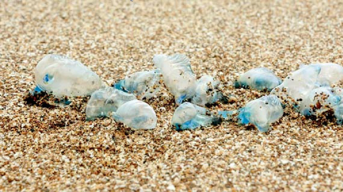 Blue Bottle Jellyfish