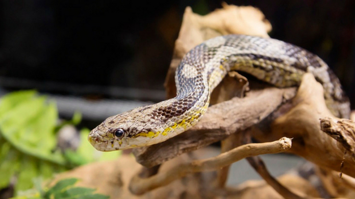snake