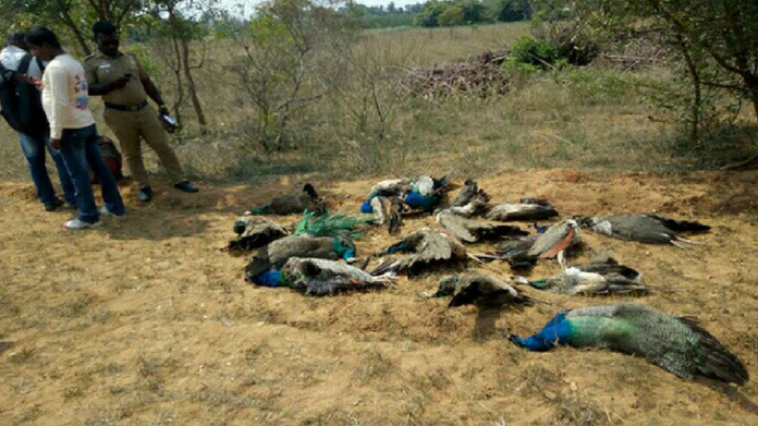 47 peacocks dead near madurai