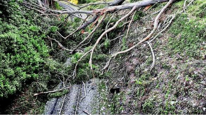 tree