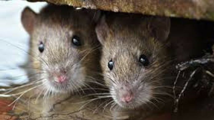 Leptospirosis