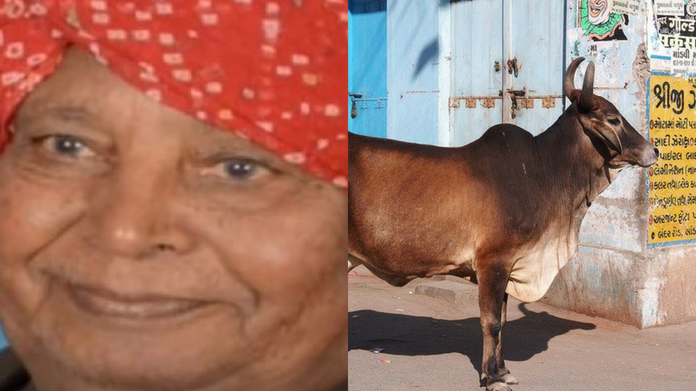 cow attack