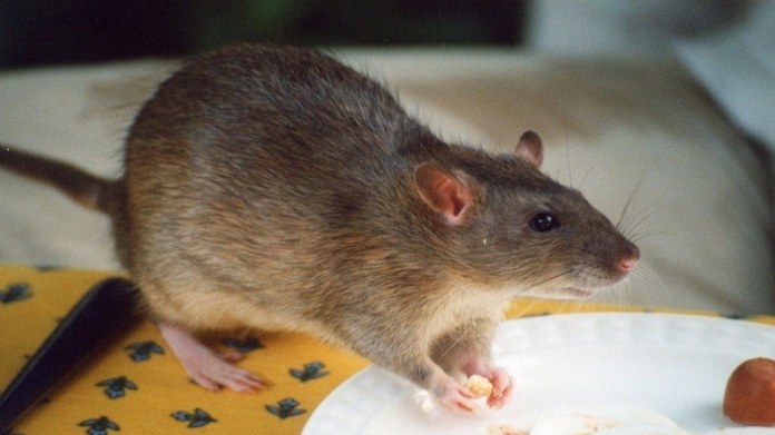 rat bite fever
