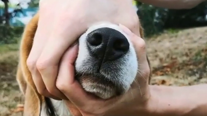 snoot challenge goes viral