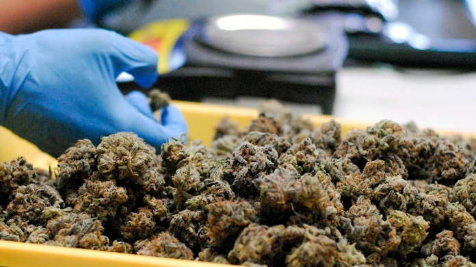 south africa legalise usage of marijuana