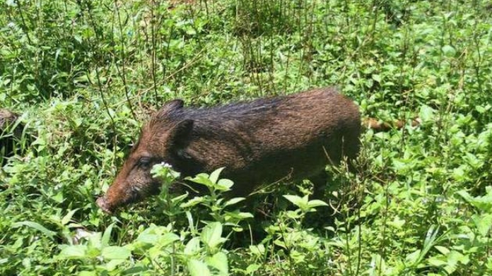 wild boar