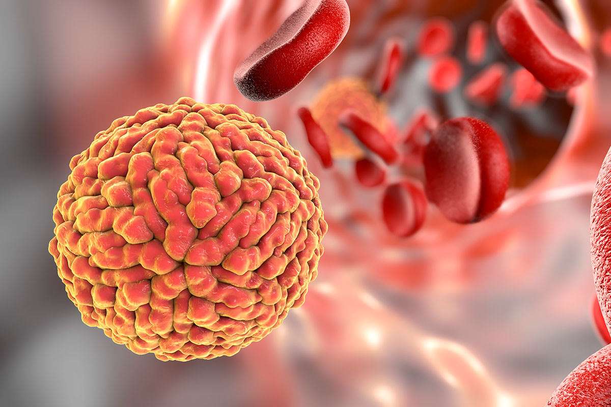 zika virus grips jaipur