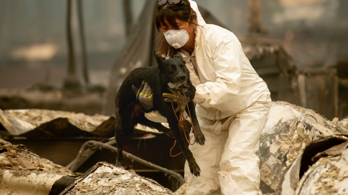 california forest fire death toll touches 56
