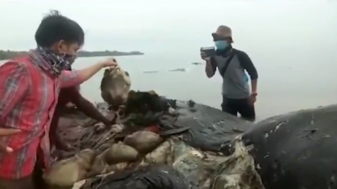 thousands of plastic found in dead whale stomach video