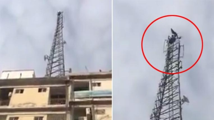Man in Pakistan climbs cellphone tower demanding he be made PM of the country