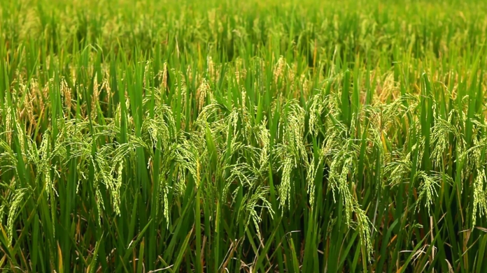 acres of paddy field destroyed in palakkad