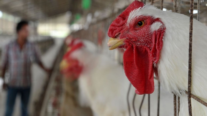colistine antibiotic may be banned in india
