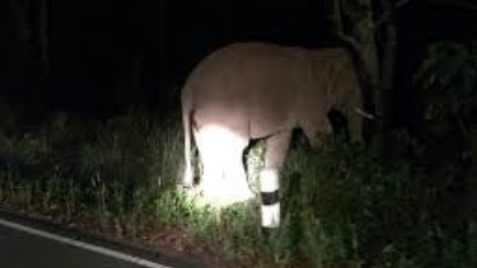 elephant