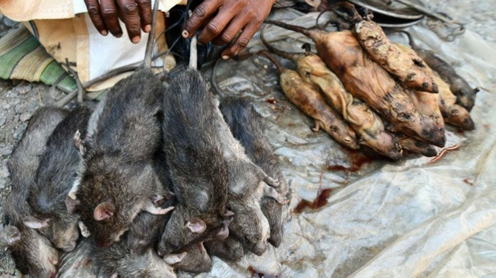 rat