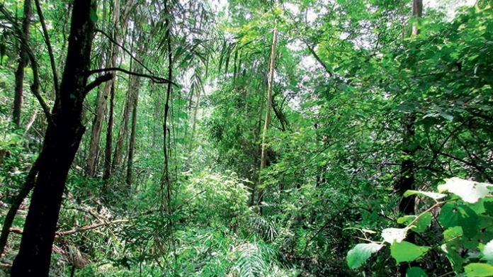 forest