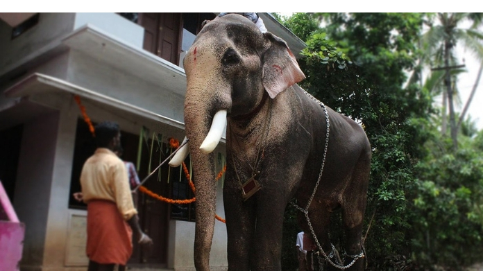 guruvayur elephant attack death toll touches 2