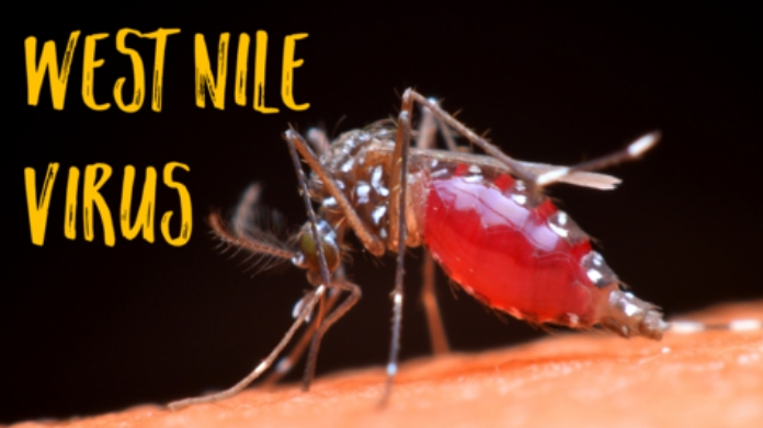 all about west nile disease