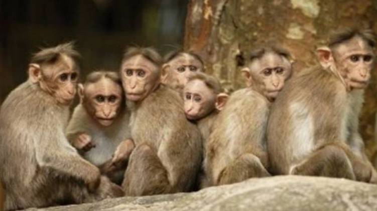 one more monkey fever (Kyasanur Forest Disease) case confirmed in Wayanad
