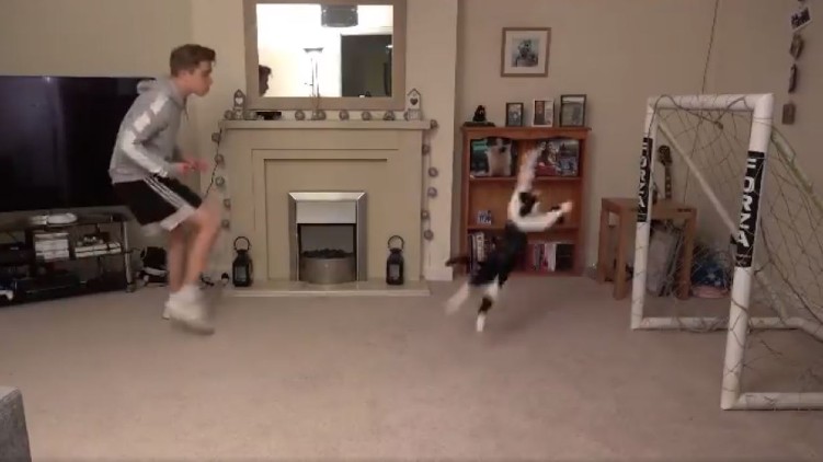 cat goal keeping skills