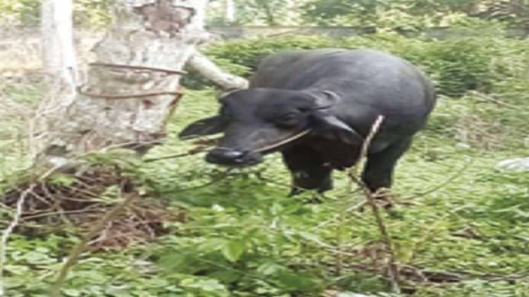 buffalo