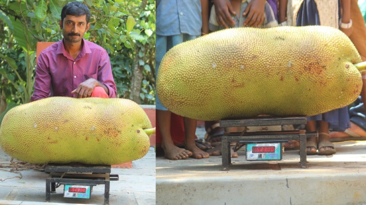 jackfruit