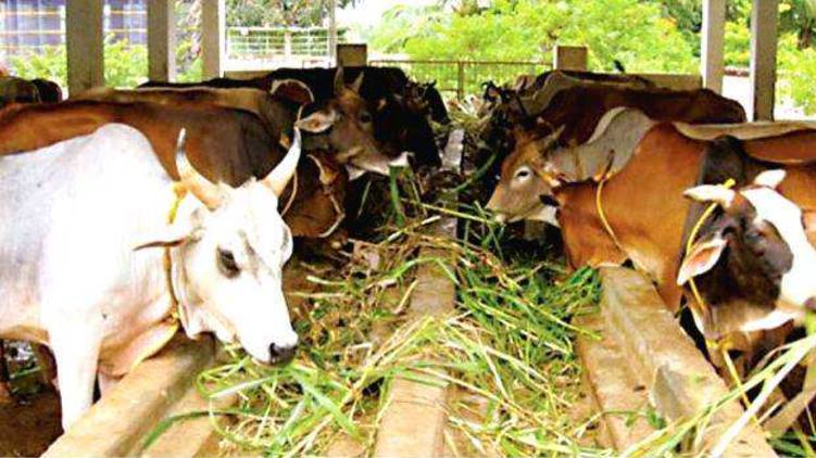 cow