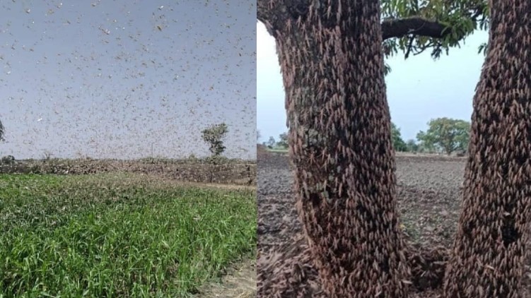 locust attack india warning