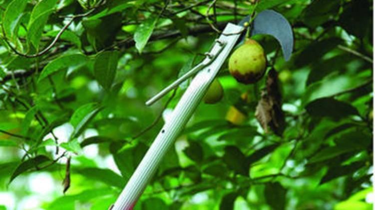 Fruit Plucking Stick