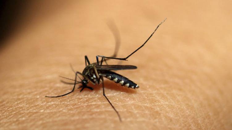 mosquito