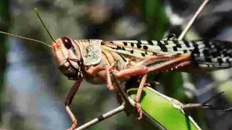 Locusts attack: vigilant in nation