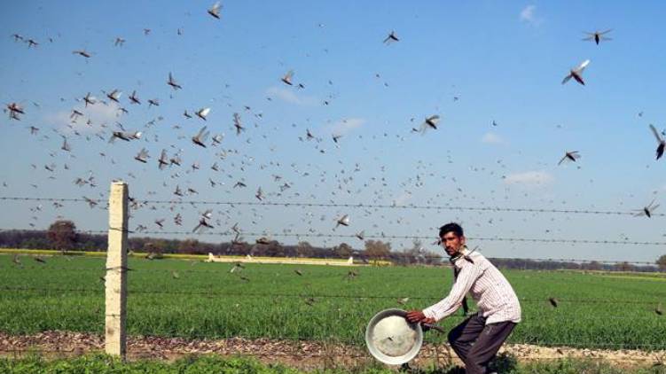 crop damage by locusts in villages of Uttar Pradesh