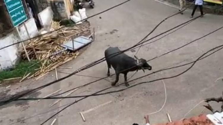 Buffalo attack in Kollam chandanathope