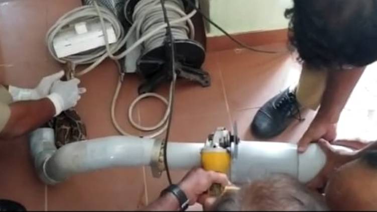 python snake Rescued in kochi