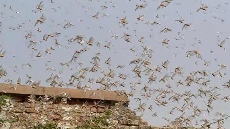 Locusts attack: vigilant in Delhi