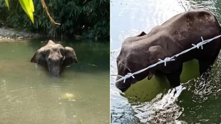 elephant hate mongering malappuram