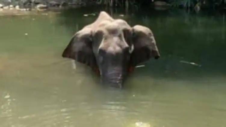 Palakkad Elephant