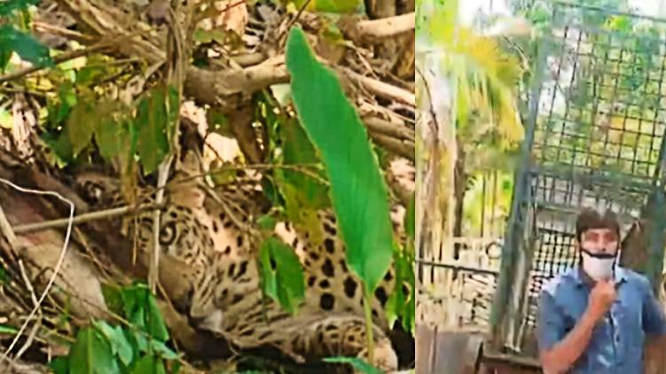 leopard wayanad escaped