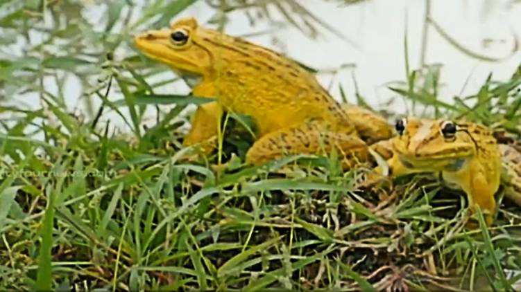 yellow frog