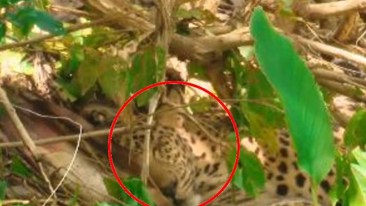 farmer gets bail leopard trap case